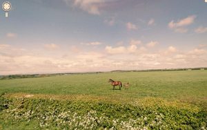 Scenic view of wild horses